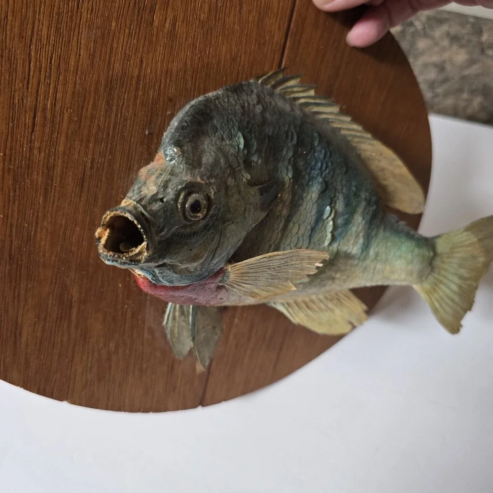 Big Vtg bluegill skin mount taxidermy fish home office cabin wildlife art decor